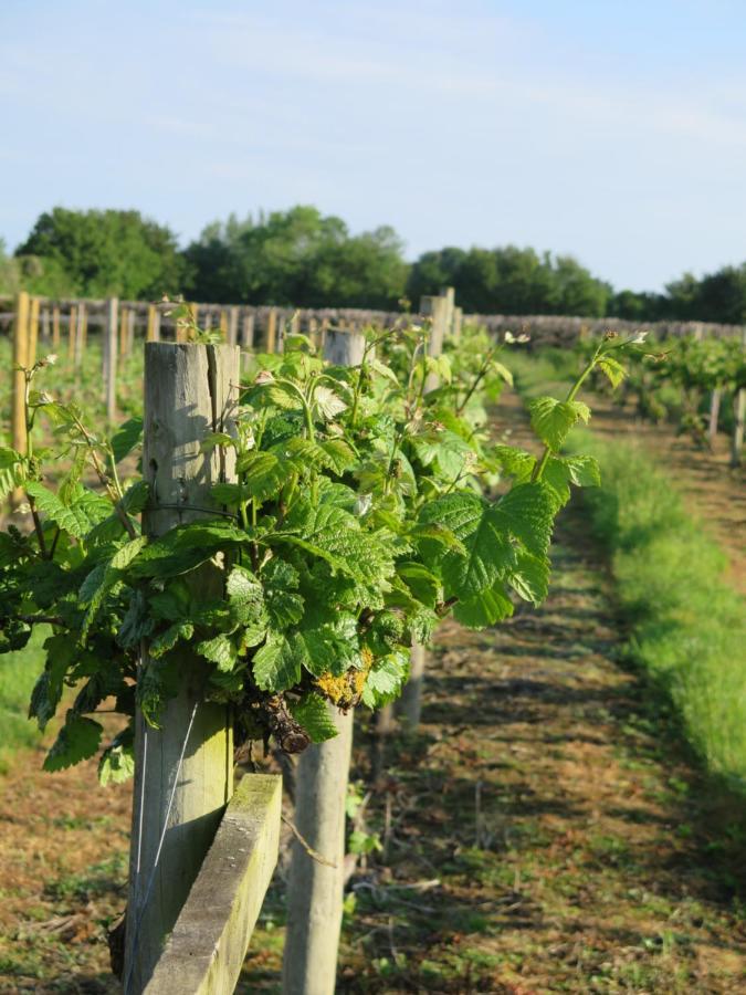 *New* Hartest Vineyard 2 Bed Cottage With Parking Esterno foto
